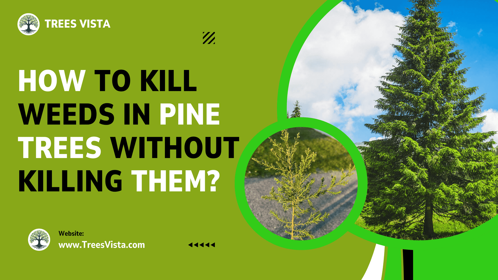 How to Kill Weeds in Pine Trees without Killing Them? Complete Guide