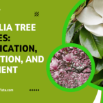 Magnolia Tree Diseases: Comprehensive Guide to Identification, Prevention, and Treatment