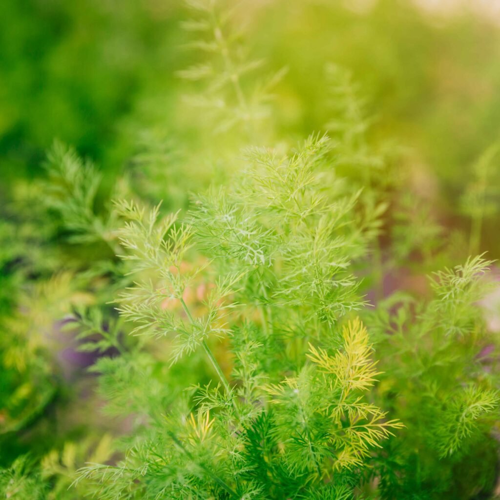 Weeds in Pine Trees