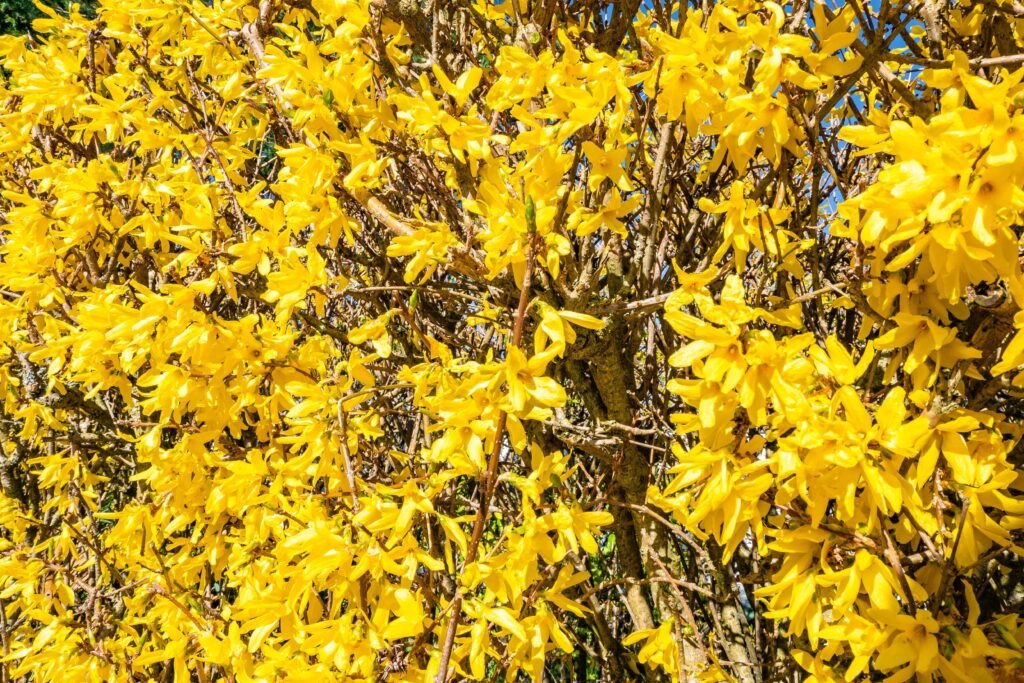 Yellowing Leaves on Magnolia Trees