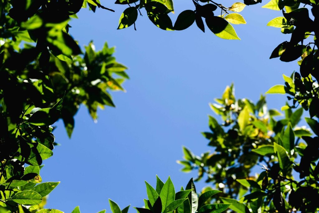 Neighbors Trees Branches