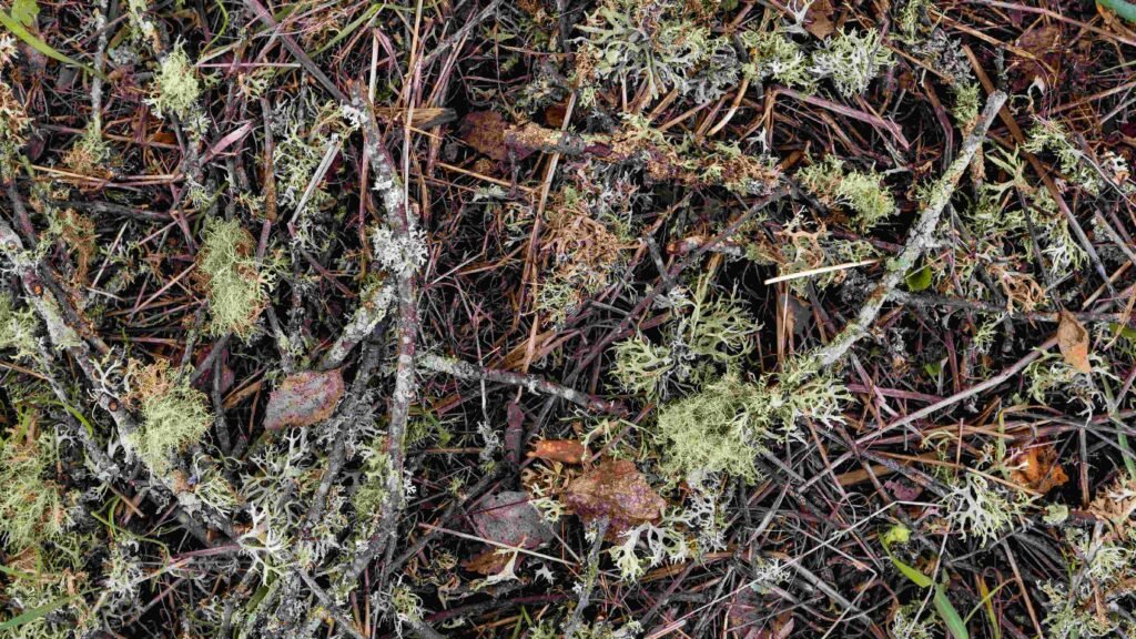 Herbicide Damage on Pine Trees