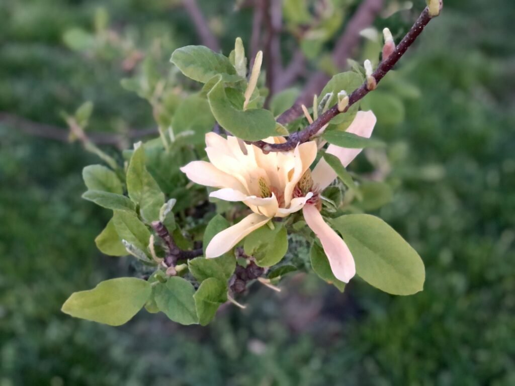 Canker Disease in Magnolia Trees