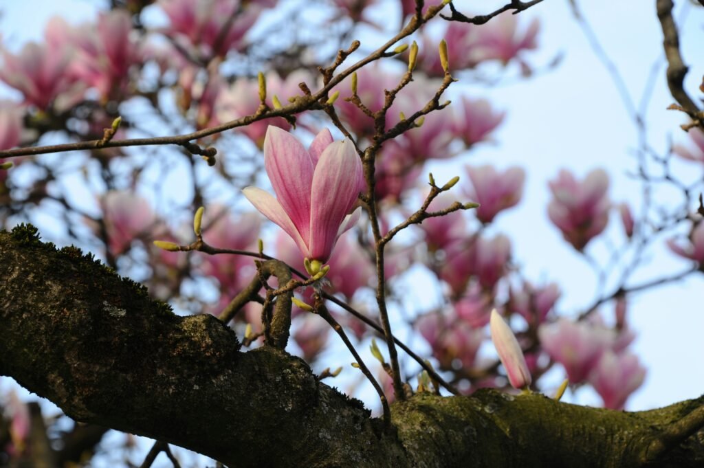 Magnolia Trees