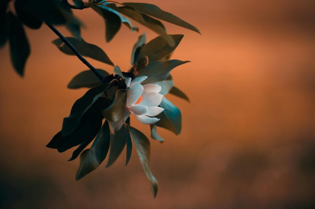 Brown Leaves on Magnolia Trees