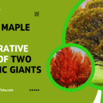 Oak vs Maple Tree: A Comparative Study of Two Majestic Giants