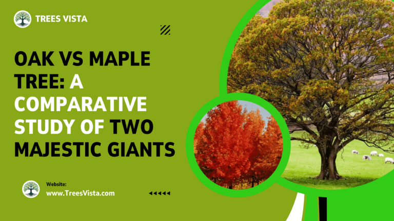 Oak vs Maple Tree: A Comparative Study of Two Majestic Giants